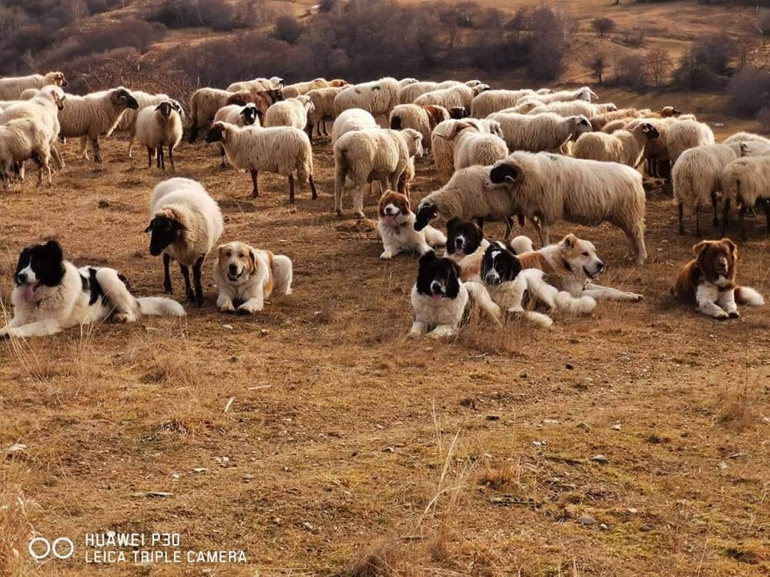 Българското овчарско куче: Защо е важно да се опазва и развива националната порода?