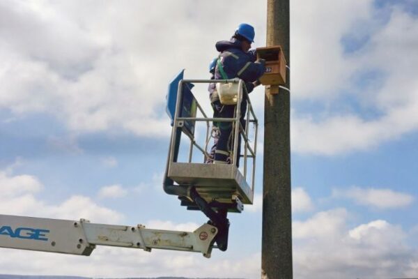 150 гнездилки за застрашени птици ще установят в редица области на Североизточна България
