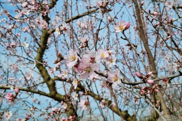Настъпването на астрономическата пролет и въвеждането на лятното часово време.