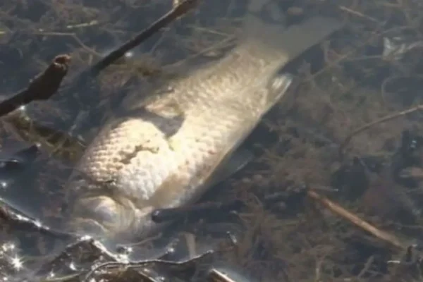Загадъчно масово измиране на риба в Пловдив: Какво е причината?