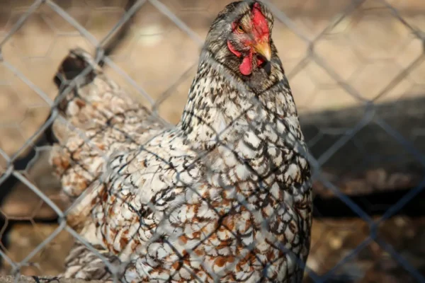 Потвърден случай на птичи грип в птицевъден обект в Хасково.