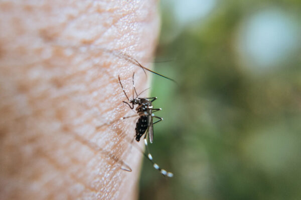 Азиатският тигров комар, преносващ вируси денга и зика, се е установил на Европейския континент