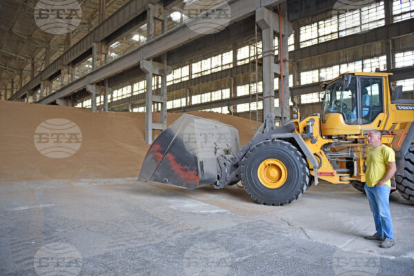 Продължаващият спад на цените на зърнените стоки продължава и тази седмица, отчитат експертите от Софийската стокова борса (ССБ).