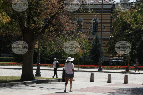 Уязвимост на градските дървета и грижи за тях през летните месеци.