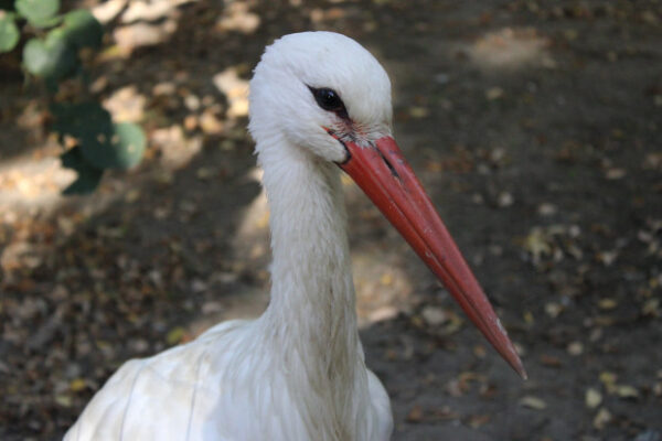 Зоологическата градина във Варна обявява нов етап от инициативата „Осинови животно“