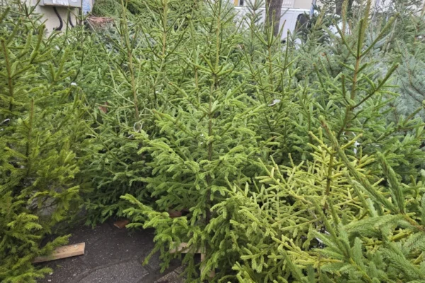 Варненци започват да избират коледни елхи за празниците: Ето колко струват