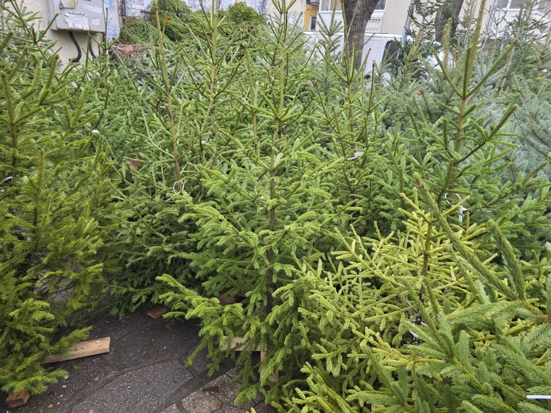 Варненци започват да избират коледни елхи за празниците: Ето колко струват
