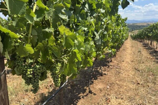 Краен срок за кандидатстване за компенсации при борба с вредителите по лозята.