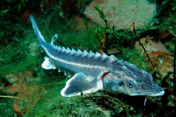 Налагат забрана за лов на застрашените есетри