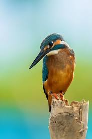 Климатичните промени и тяхното въздействие върху птиците в България.