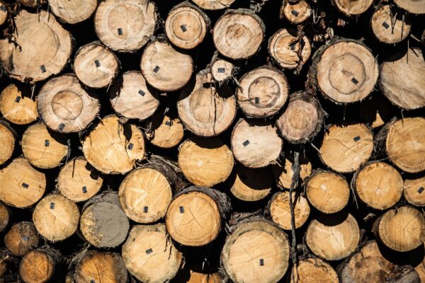 Руската промишлена дървесина продължава да навлиза в ЕС въпреки санкциите: ново разследване разкрива международна схема