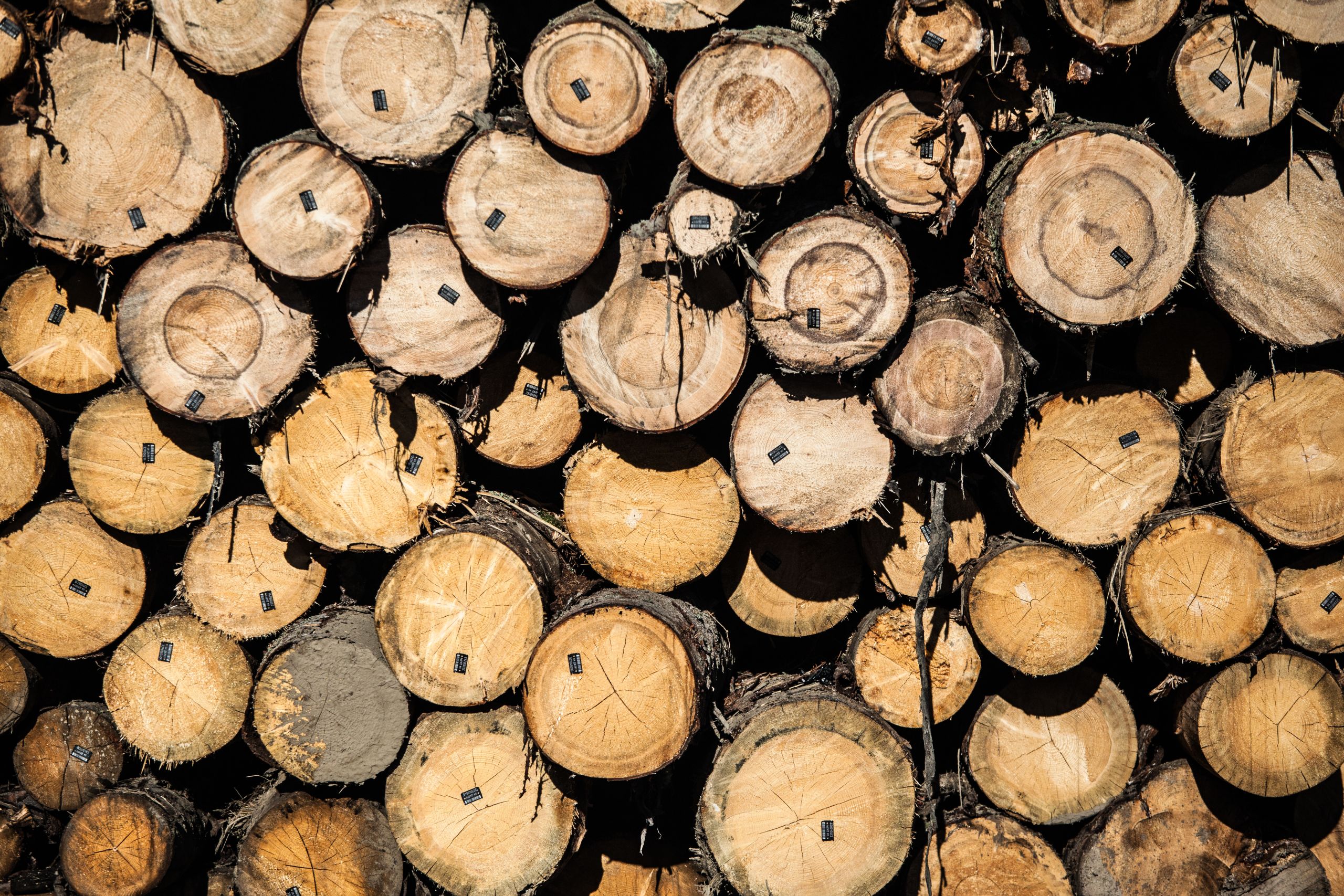 Руската промишлена дървесина продължава да навлиза в ЕС въпреки санкциите: ново разследване разкрива международна схема