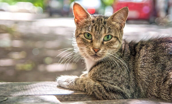 Във Варна продължава кампанията за безплатната кастрация на бездомни котки 
