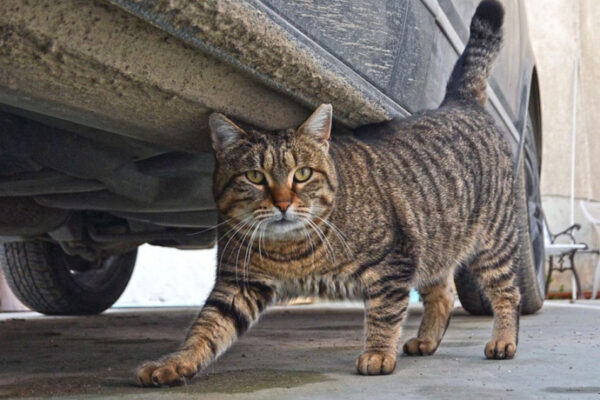 За седмици: Стотици бездомни котки преминаха през кастрация във Варна