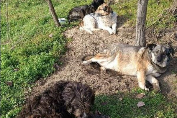 Бездомни кучета спасиха треньор и коне при пожар във „Фанагория“