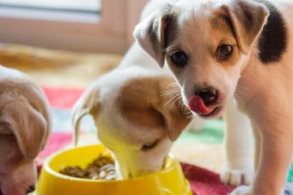 Отпада двойната регистрация на кучетата – данните ще се подават автоматично