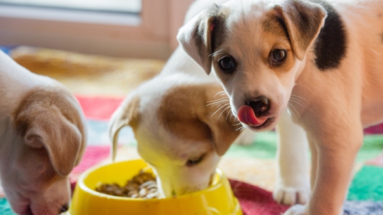 Отпада двойната регистрация на кучетата – данните ще се подават автоматично