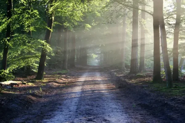 Спасиха жена след издирване в гориста местност край Варна