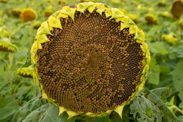 400 хил. тона внос през Варна застрашават българските фермери