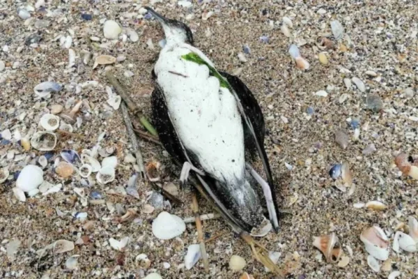 Без птичи грип: търсят причината за загиналите животни край Шабла