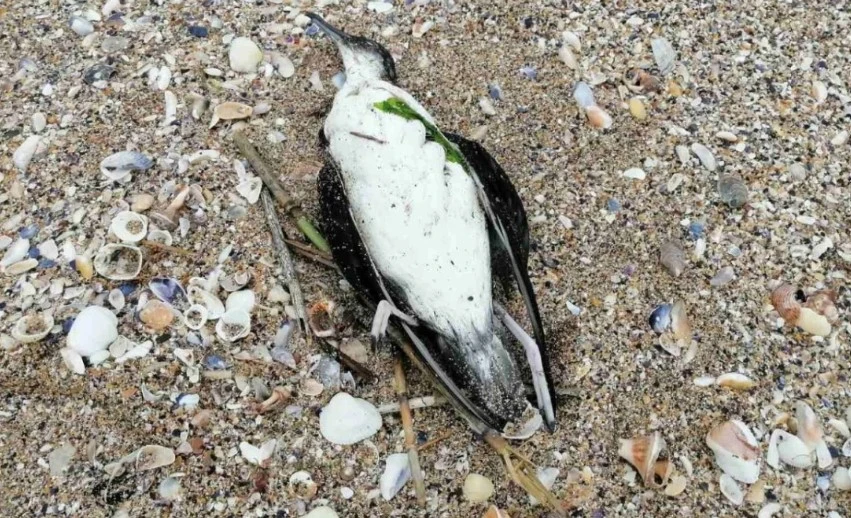 Без птичи грип: търсят причината за загиналите животни край Шабла