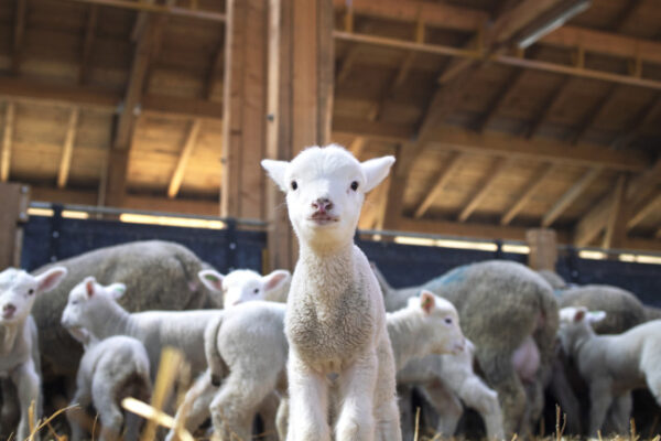 Липса на агнета у нас в навечерието на Великден и Гергьовден