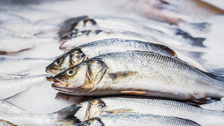 Рибарите във Варна алармират: разходите растат, работата спира