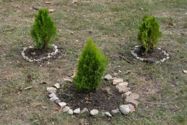 Озеленяване във Варна: Правила и насоки за засаждане на дървета.