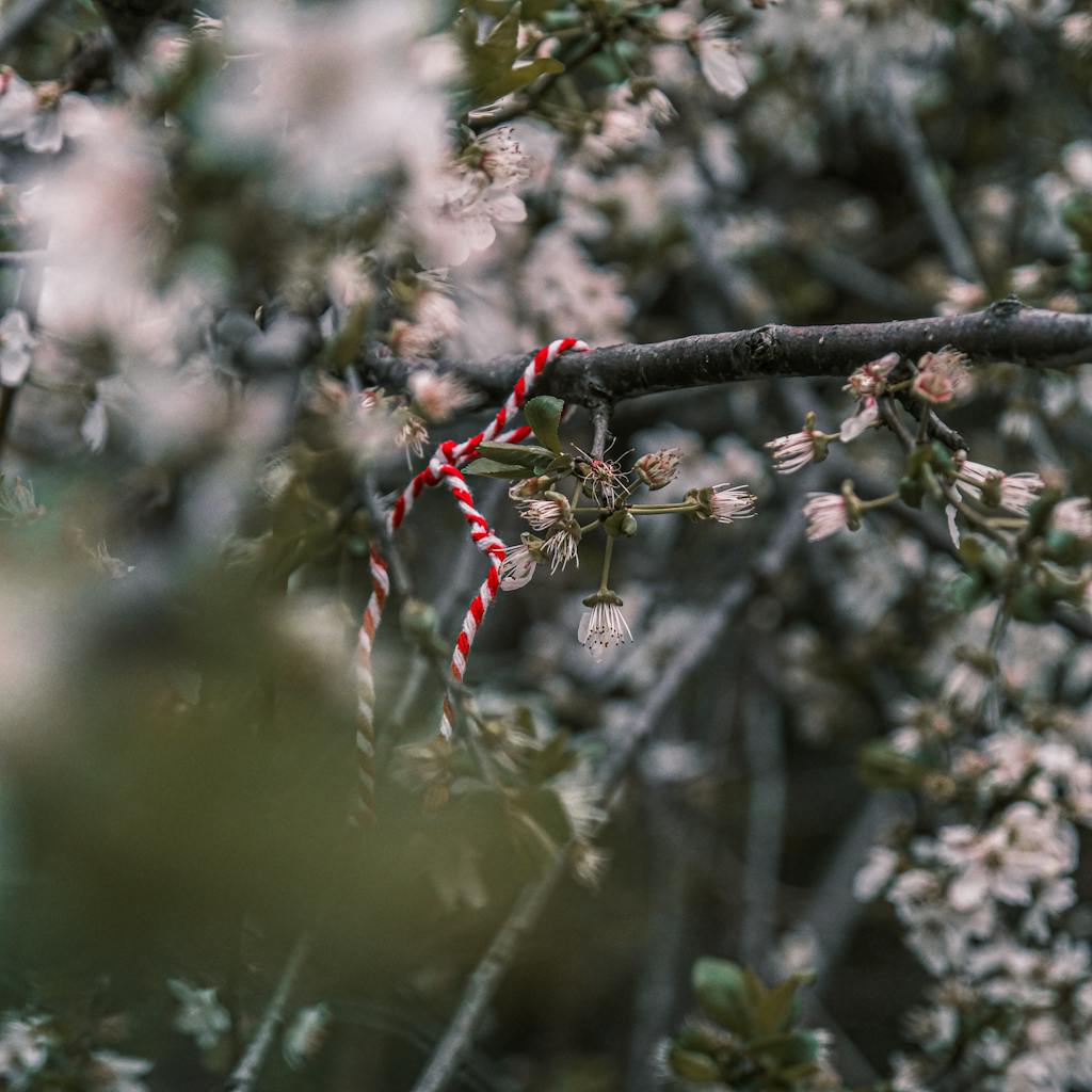 Cherry blossom branch adorned with a red and white martenitsa, symbolizing Bulgarian spring traditions.