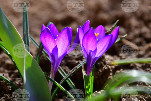 Настъпването на астрономическата пролет: Какво да очакваме?