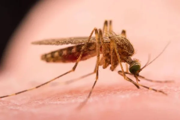 Варна с вероятен случай на тропическа инфекция, рискът остава минимален