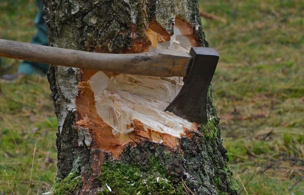 Установиха незаконна сеч и строителство в района на к.к. „Чайка“ край Варна