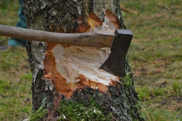Установиха незаконна сеч и строителство в района на к.к. „Чайка“ край Варна
