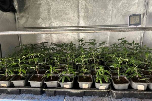 Разбиха наркооранжерия във Варна: открити 700 растения канабис
