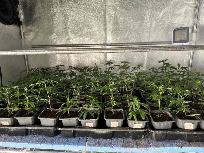 Разбиха наркооранжерия във Варна: открити 700 растения канабис