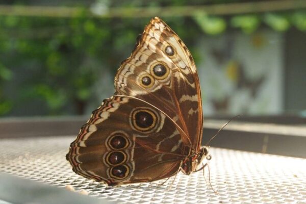 Екзотика във Варна: пеперуди, влечуги и насекоми отблизо