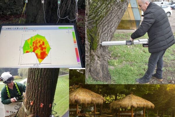 Резитба или унищожение? Спор за премахнати дървета до Часовника