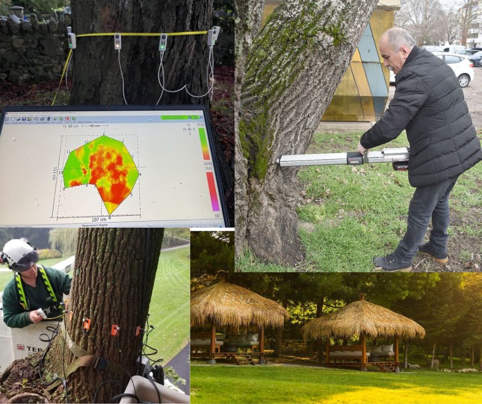 Резитба или унищожение? Спор за премахнати дървета до Часовника