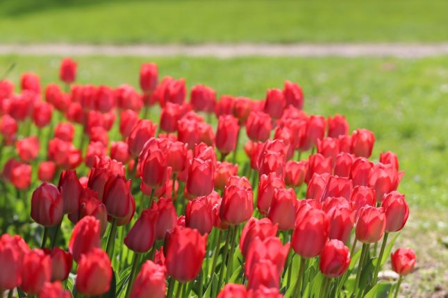 Лалетата във Варненския екопарк разцъфнаха в пълния си блясък.