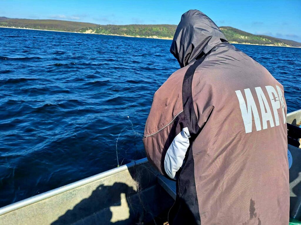 ИАРА разкри нарушения край Варна и Бургас и конфискува 150 кг миди