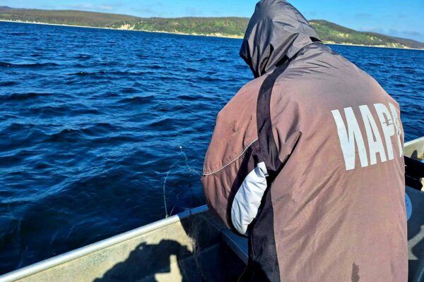 ИАРА разкри нарушения край Варна и Бургас и конфискува 150 кг миди