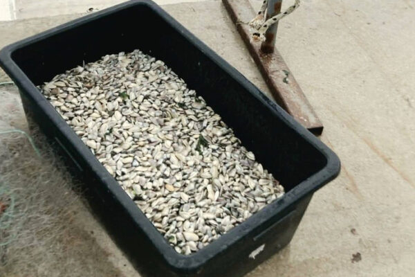 Инспектори заловиха незаконен улов на миди край Варна