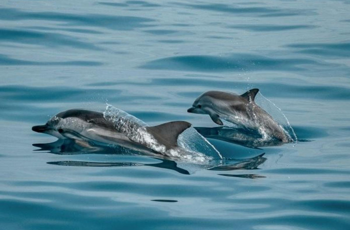 Разкриха причината за загиналите делфини и птици край Шабла