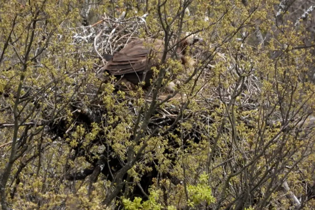 Черният лешояд се връща в Източните Родопи след 33‑годишна пауза.