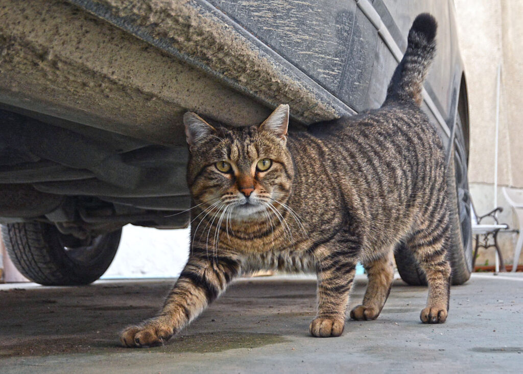 Филм разкрива мащаба на кризата с уличните котки във Варна