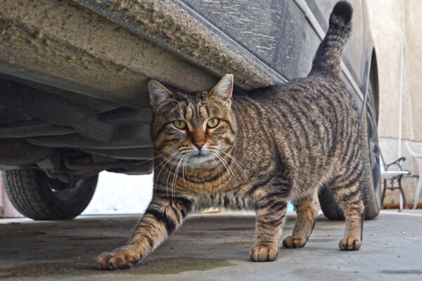 Филм разкрива мащаба на кризата с уличните котки във Варна