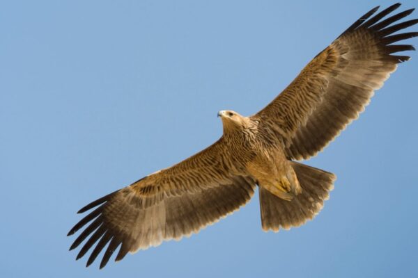 Военни конфликти объркват GPS: Редки птици „изчезват“ от радарите