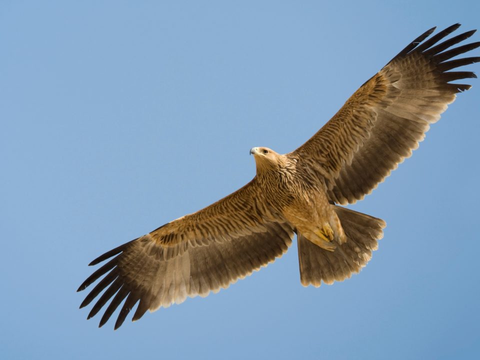 Военни конфликти объркват GPS: Редки птици „изчезват“ от радарите