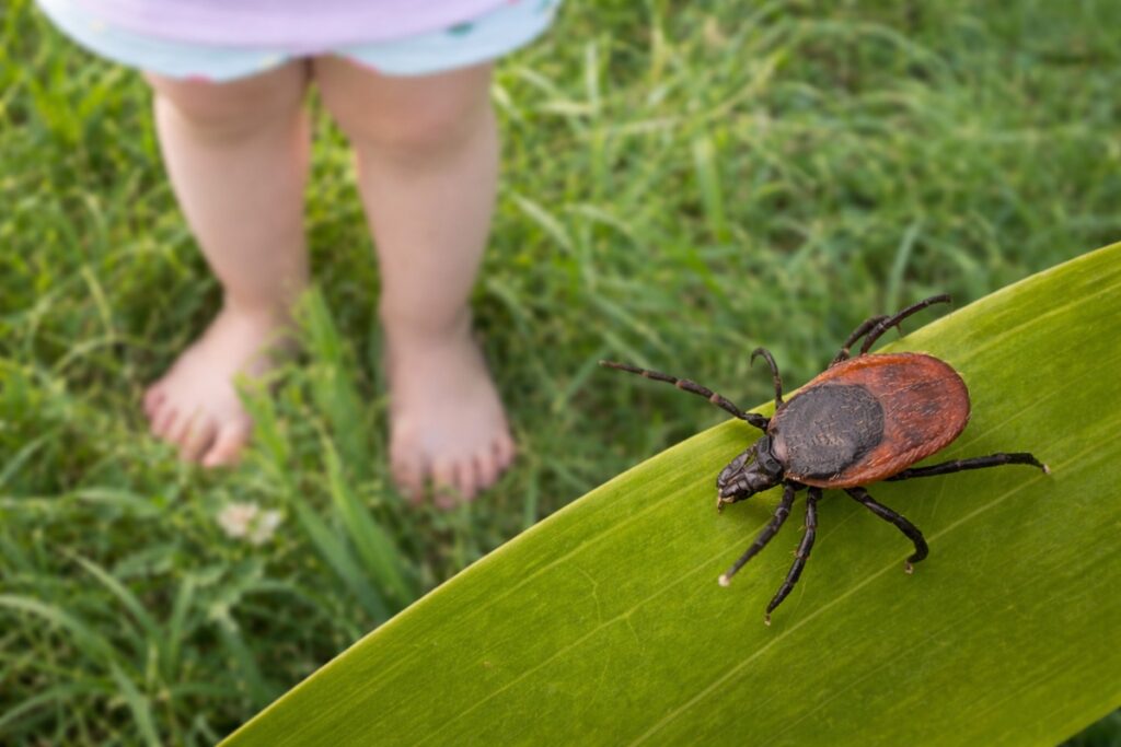 Здравните власти предупреждават: бум на кърлежи във Варна