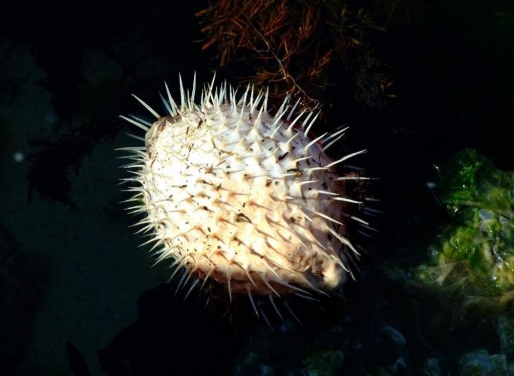 Затоплянето на морето променя обитателите на Черно море